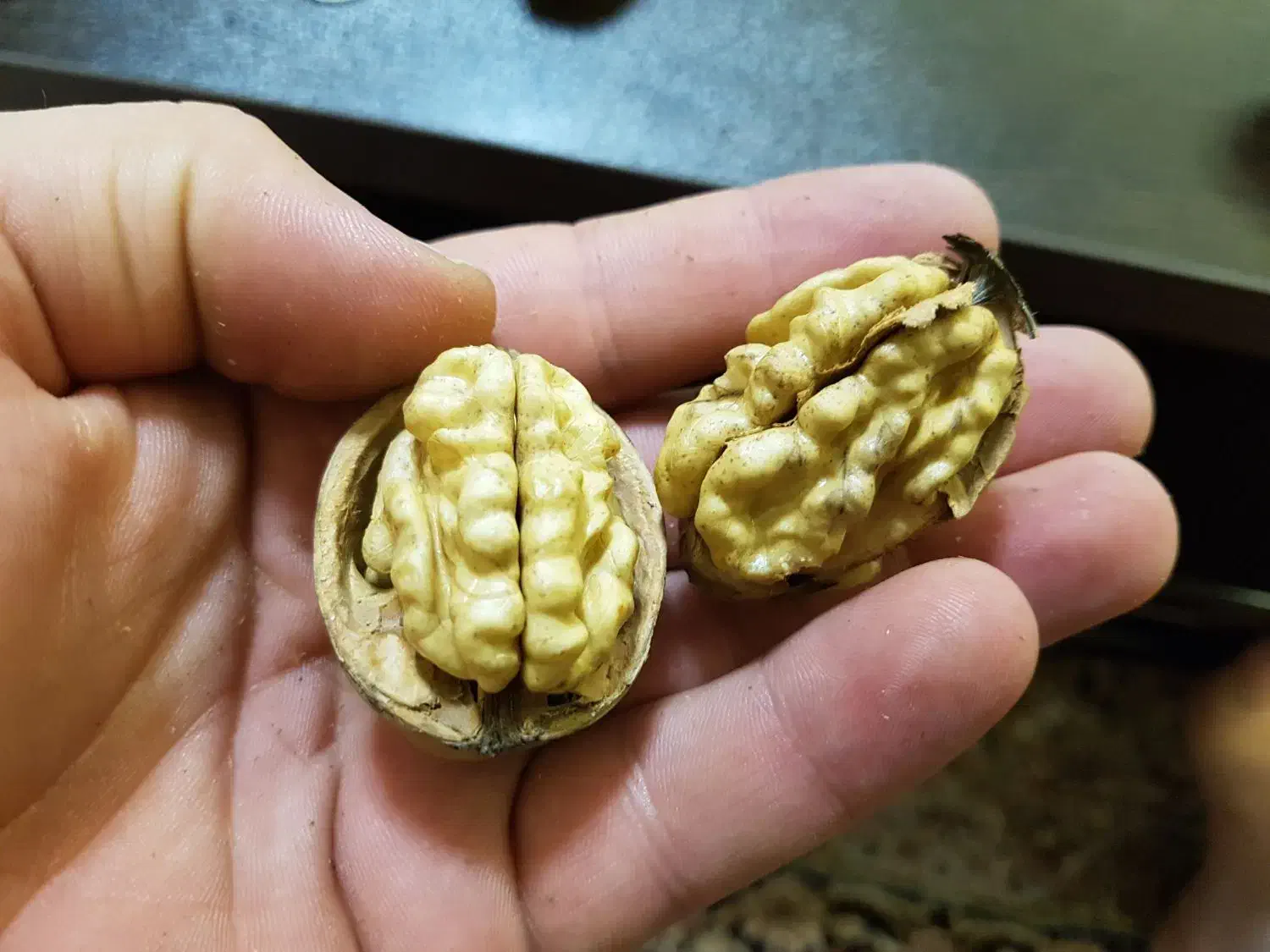 مرکز تولید نهال اصلاح شده و شناسنامه دار (ارومیه)|خدمات باغبانی و درختکاری|تهران, ترمینال غرب|دیوار