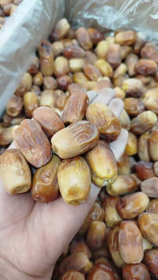 قصب خرما زاهدی|خوردنی و آشامیدنی|شیراز, شهرک فرهنگیان|دیوار