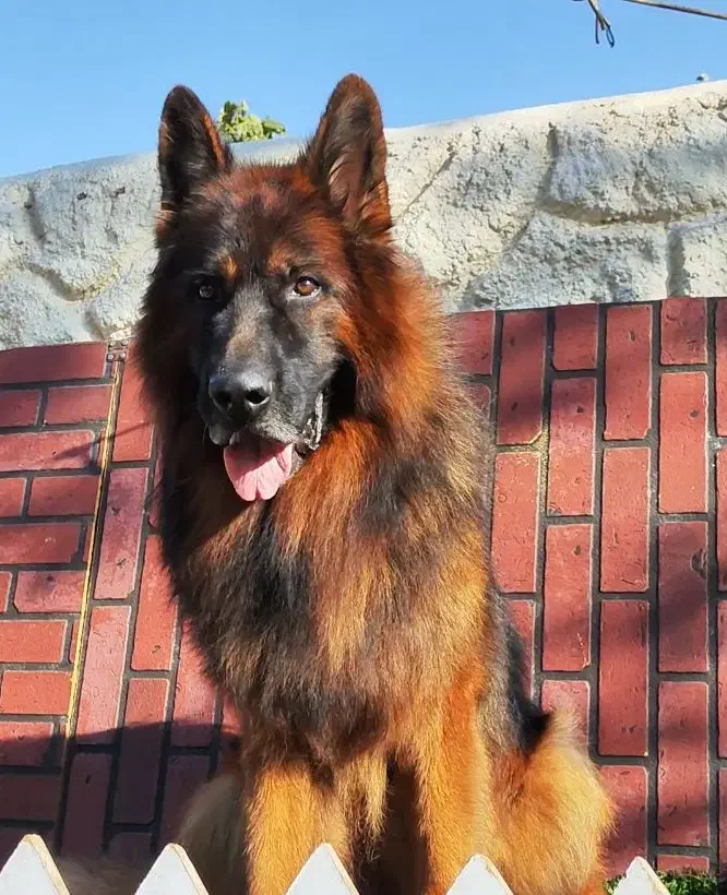 سگ ژرمن نر|سگ|شیراز, معالی‌آباد|دیوار