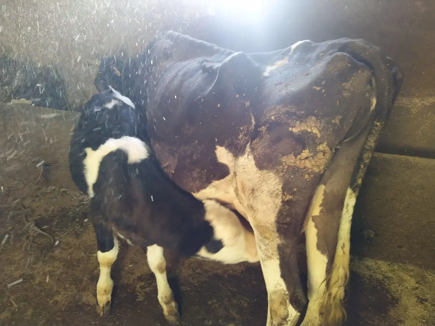 گاو وگوساله سیمینتال|حیوانات مزرعه|بروجرد, |دیوار