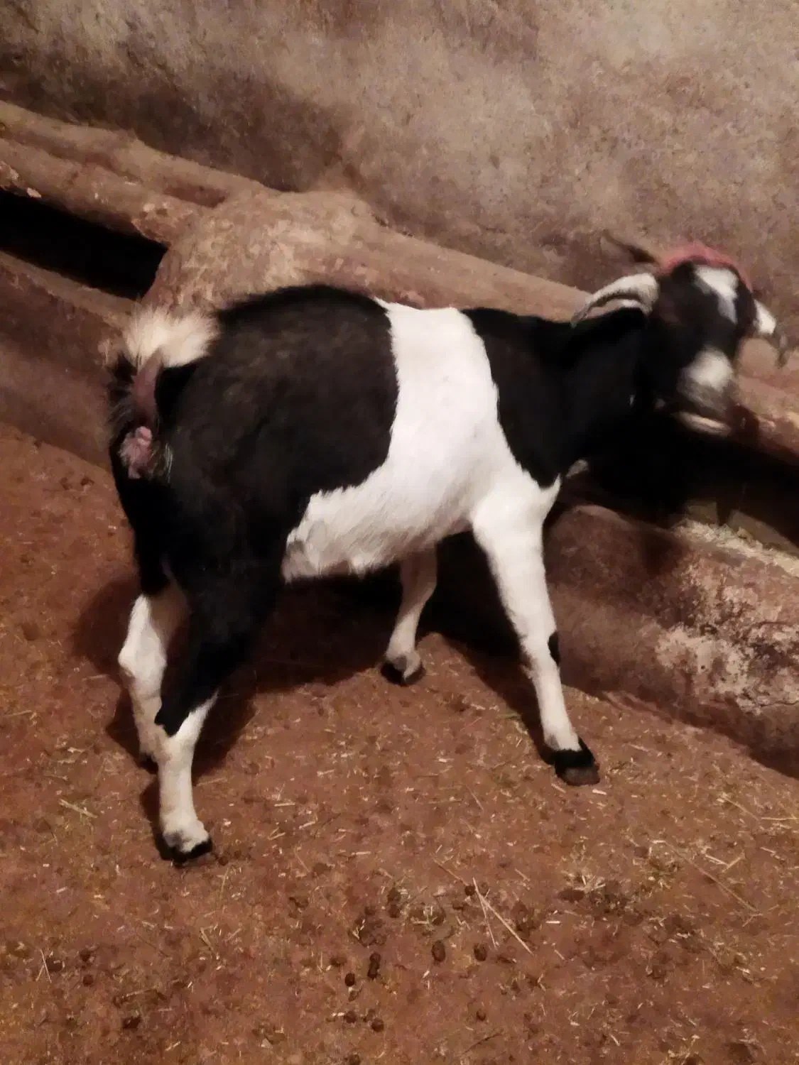 بزبز|حیوانات مزرعه|ملایر, |دیوار