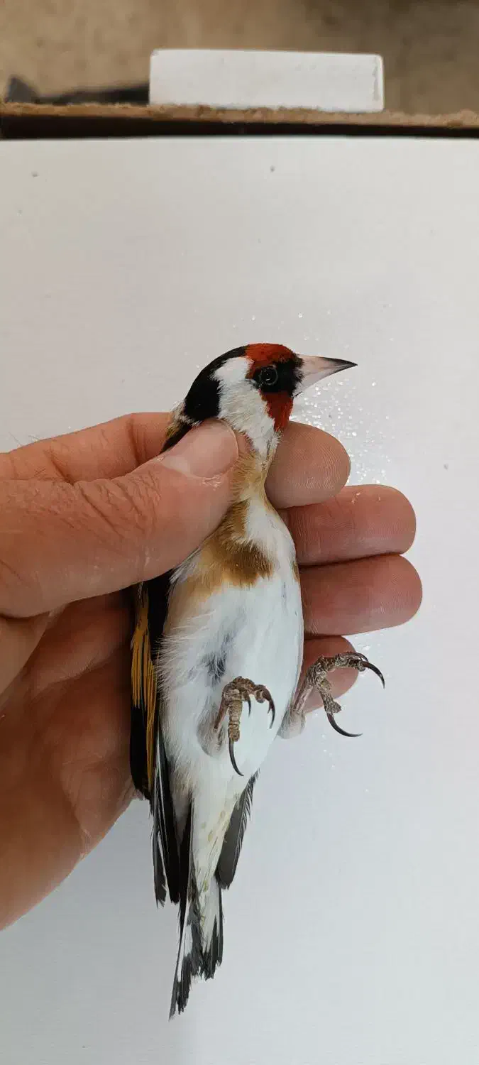 سهره گل بلند درشت و کشیده|پرنده|خرمدره, |دیوار