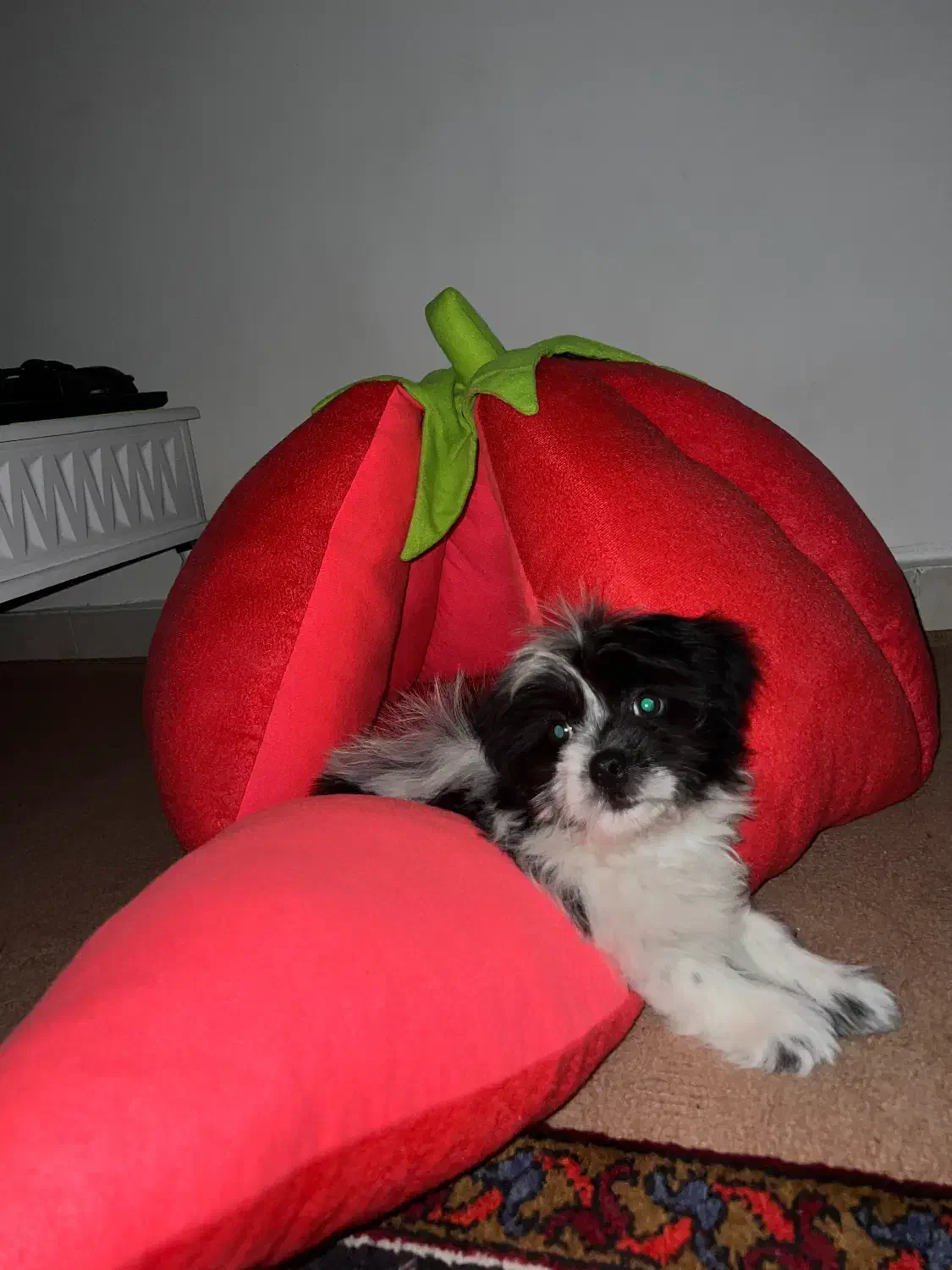 هاپو عروسکی|سگ|تبریز, |دیوار