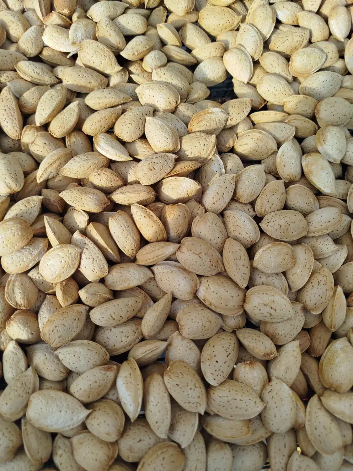 خشکبار انواع بادام محلی گردو سیب عدس نخود آلو|خوردنی و آشامیدنی|شیراز, بازار|دیوار