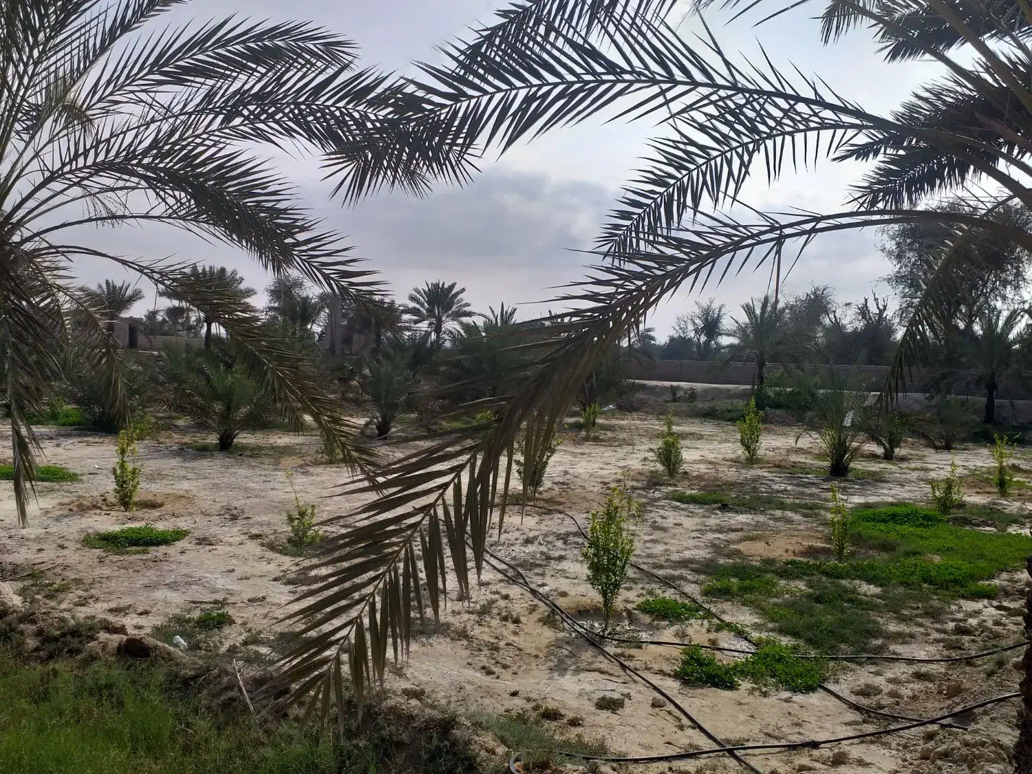 زمین کشاورزی|فروش دفتر صنعتی، کشاورزی، تجاری|قشم, |دیوار