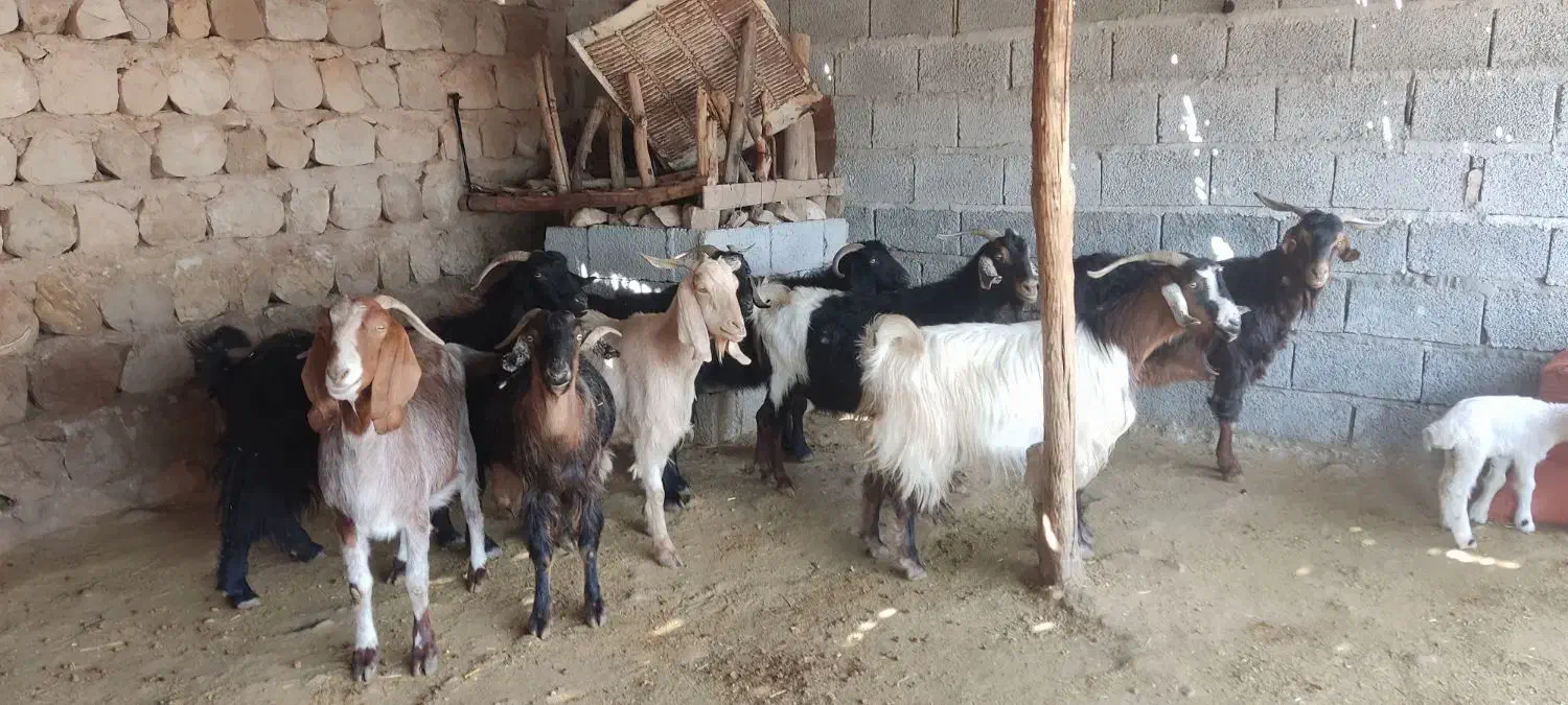 بز کشتار چاق|حیوانات مزرعه|اندیمشک, |دیوار