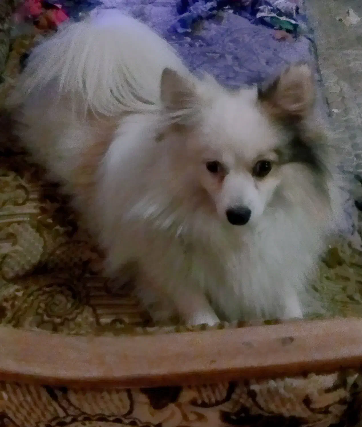 سگ پامر روباهی اصیل|سگ|اصفهان, گلزار|دیوار