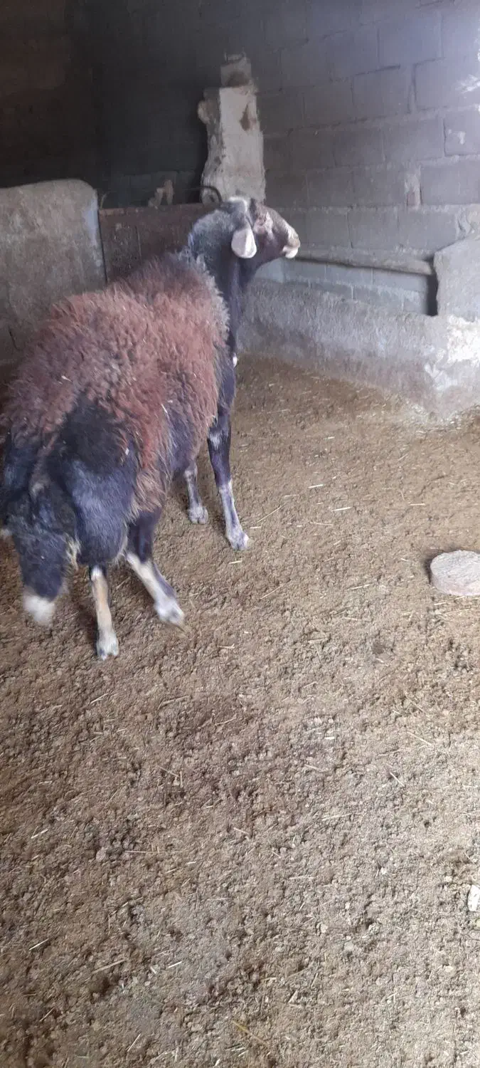 قوچ دونیم ساله دوقلوزا|حیوانات مزرعه|قلقل رود, |دیوار
