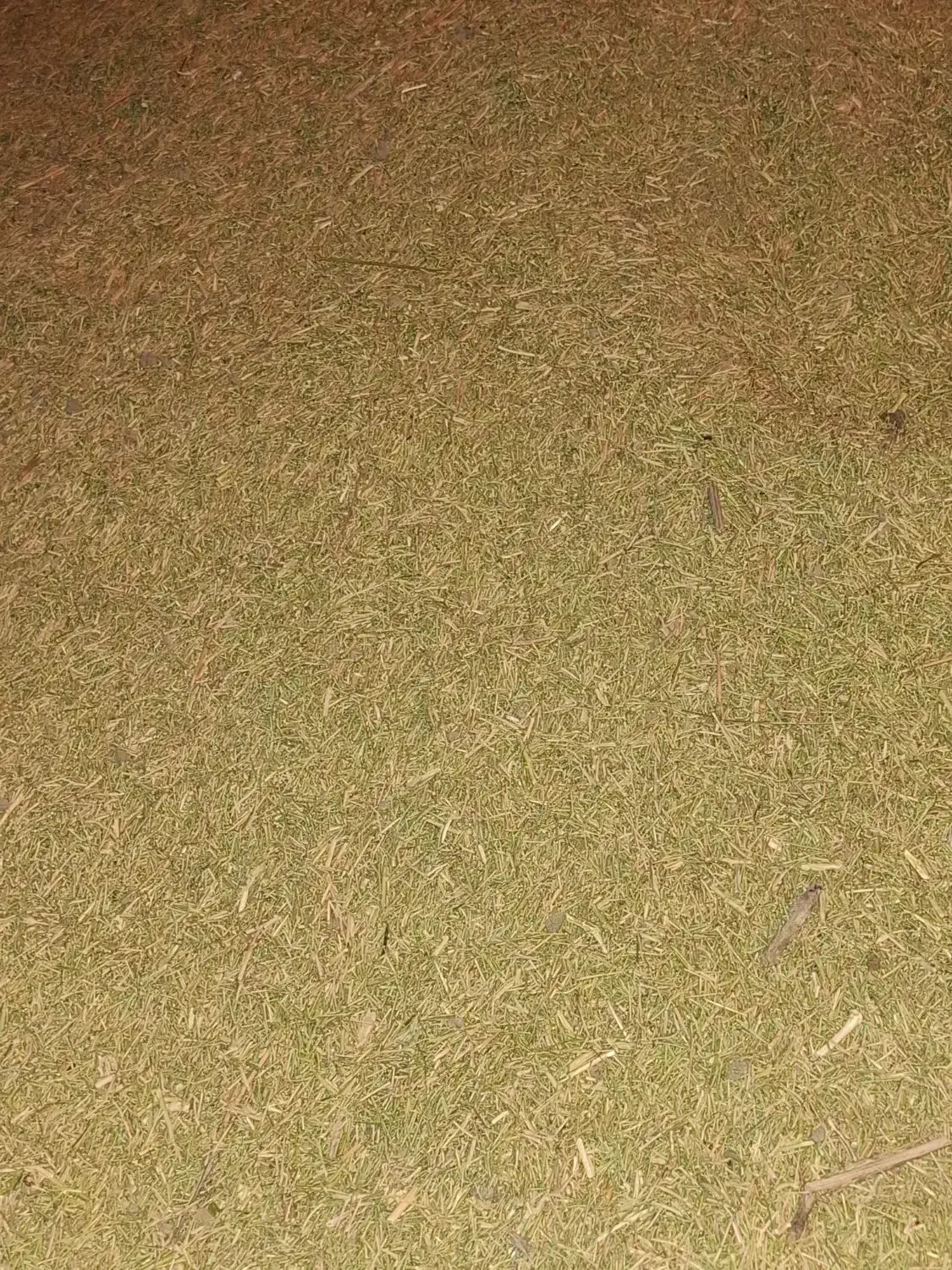 کاه خارشتر|حیوانات مزرعه|همدان, |دیوار