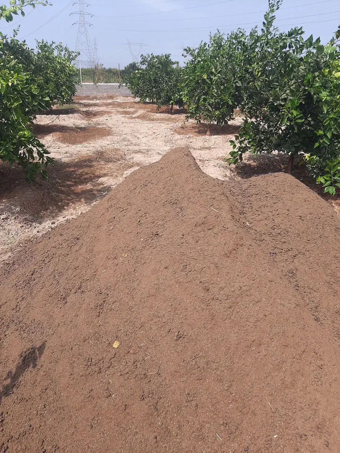 کودگوسفندی وگاوی|خدمات باغبانی و درختکاری|گرگان, |دیوار