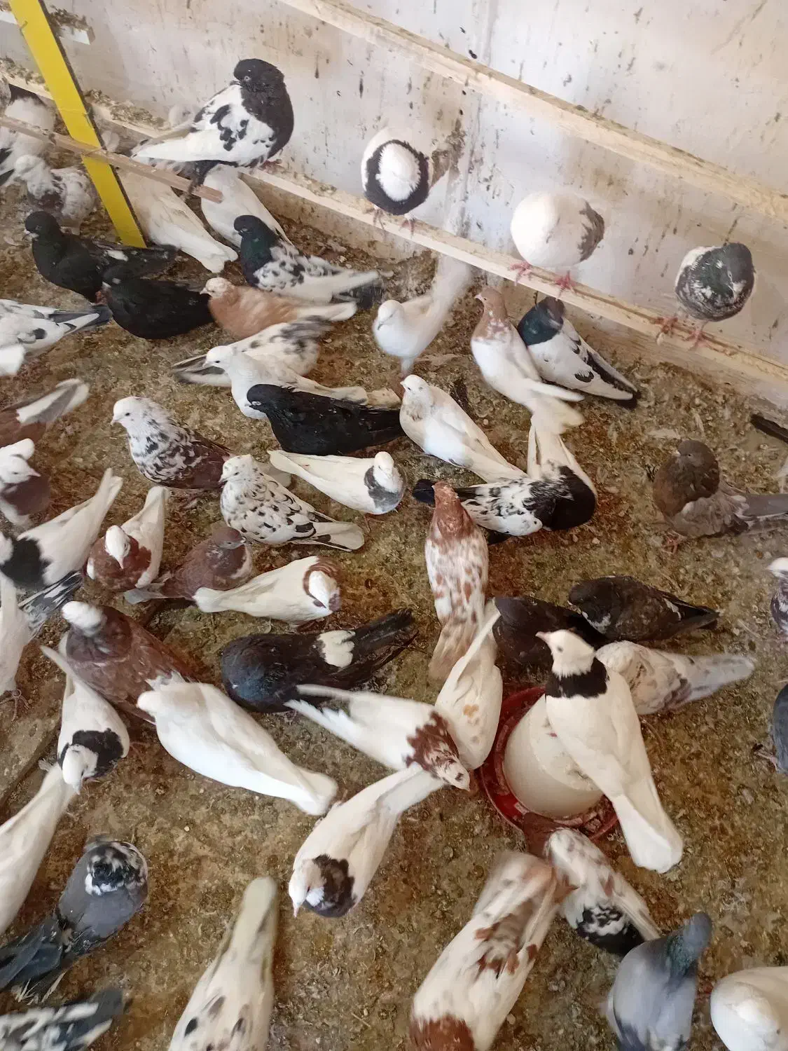 پرنده فروشی تک|پرنده|ابهر, |دیوار