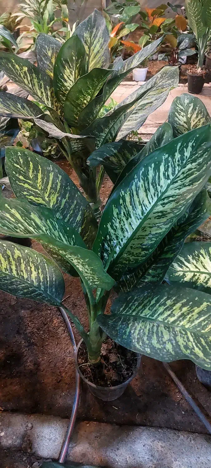 گل دیفن باخیا|گل و گیاه طبیعی|قم, خداکرم|دیوار