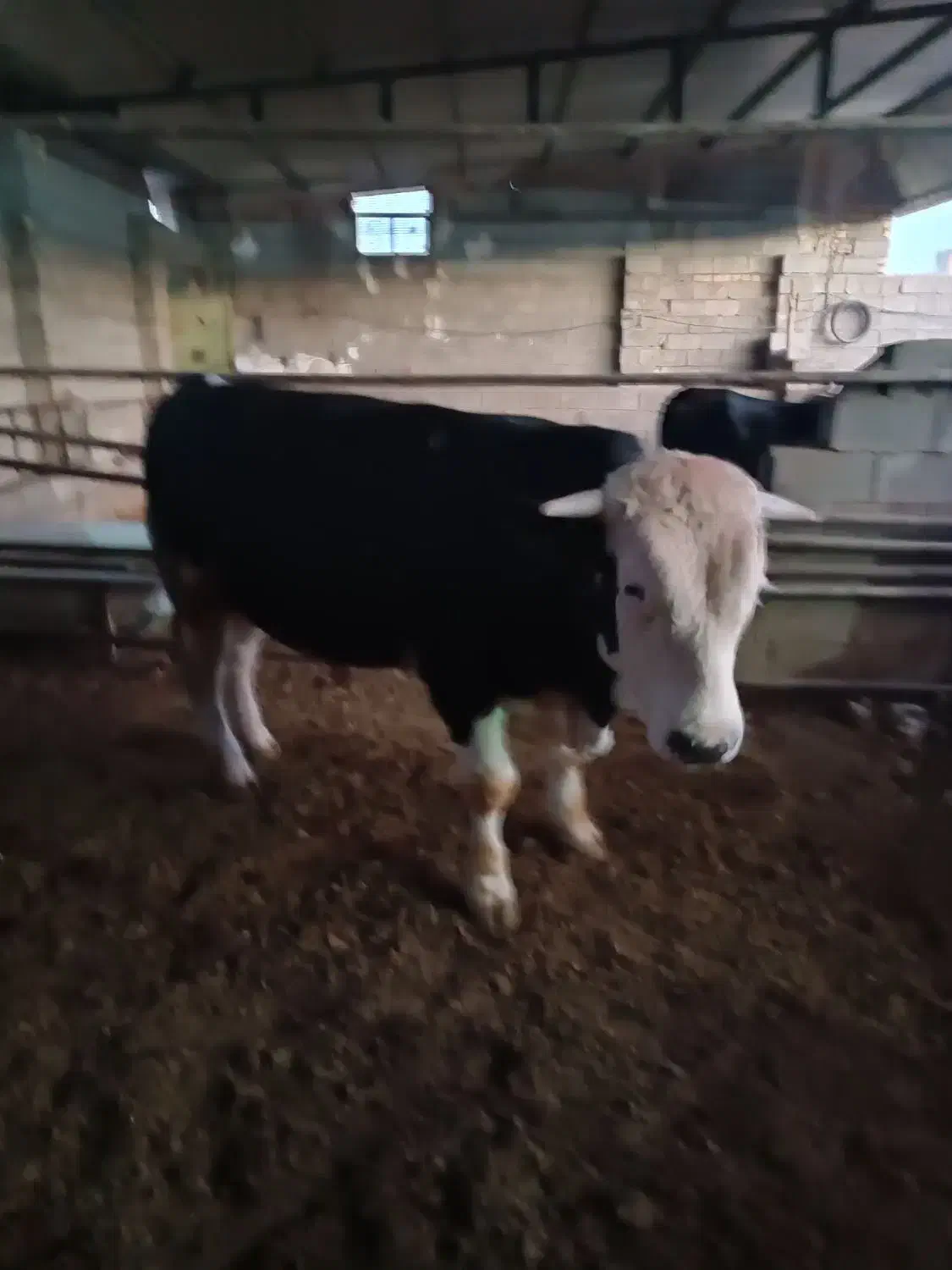 گوساله نر|حیوانات مزرعه|کوهنانی, |دیوار