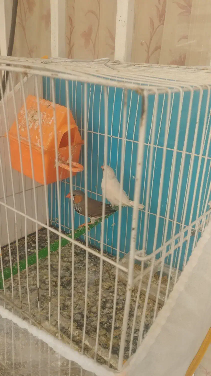 فنج|پرنده|مشهد, شهرک بهارستان|دیوار