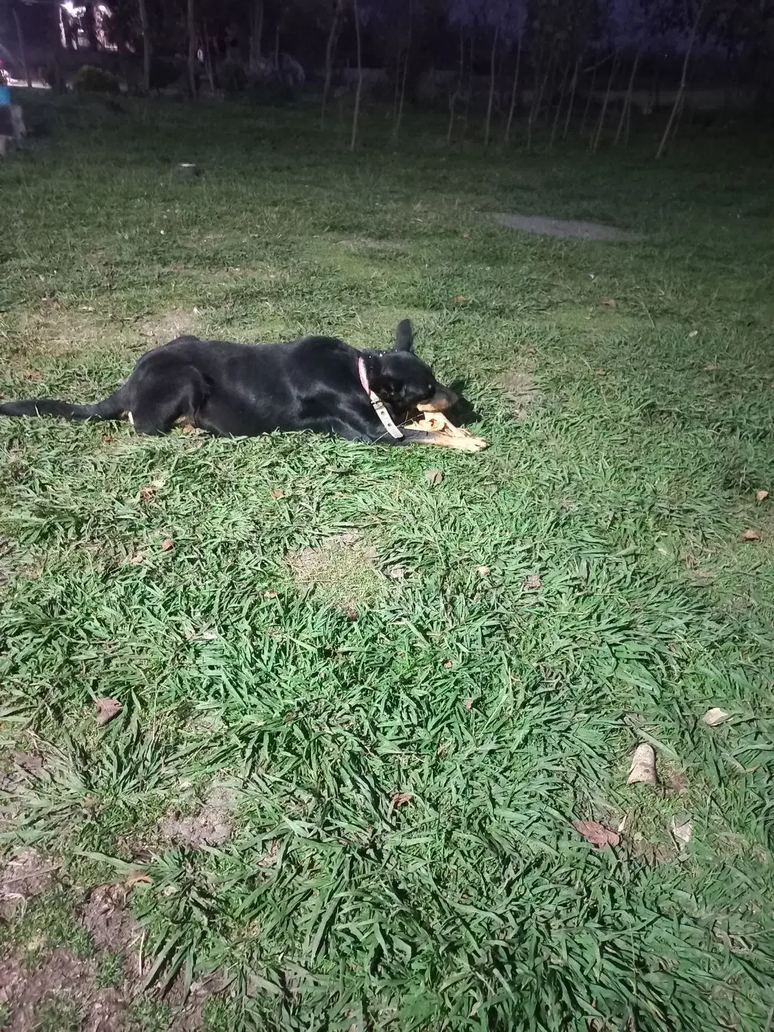 واگذاری‌سگ‌دوبرمن|سگ|سنگر, |دیوار