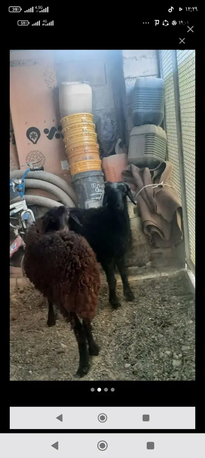 فروش ۷ عدد بره چهار تا نر سه تا ماده|حیوانات مزرعه|شاهین دژ, |دیوار