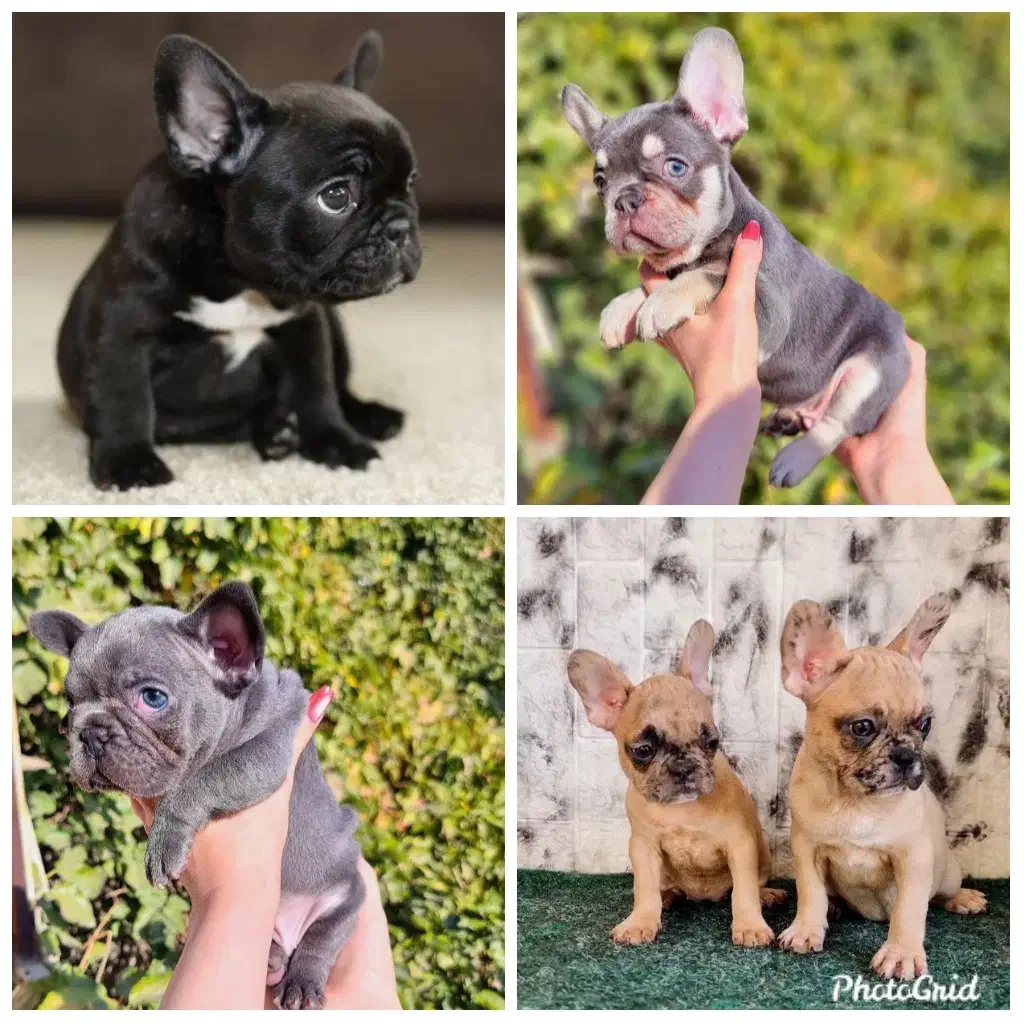 فرنچ بولداگ های اصیل|سگ|تهران, علم و صنعت|دیوار