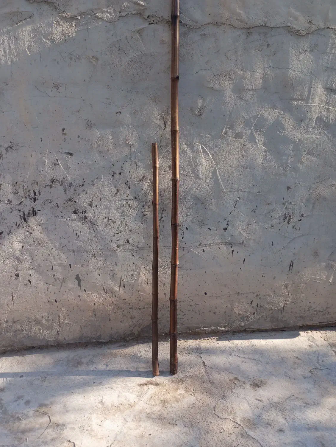 خزران 2موجود|گل و گیاه طبیعی|شادگان, |دیوار