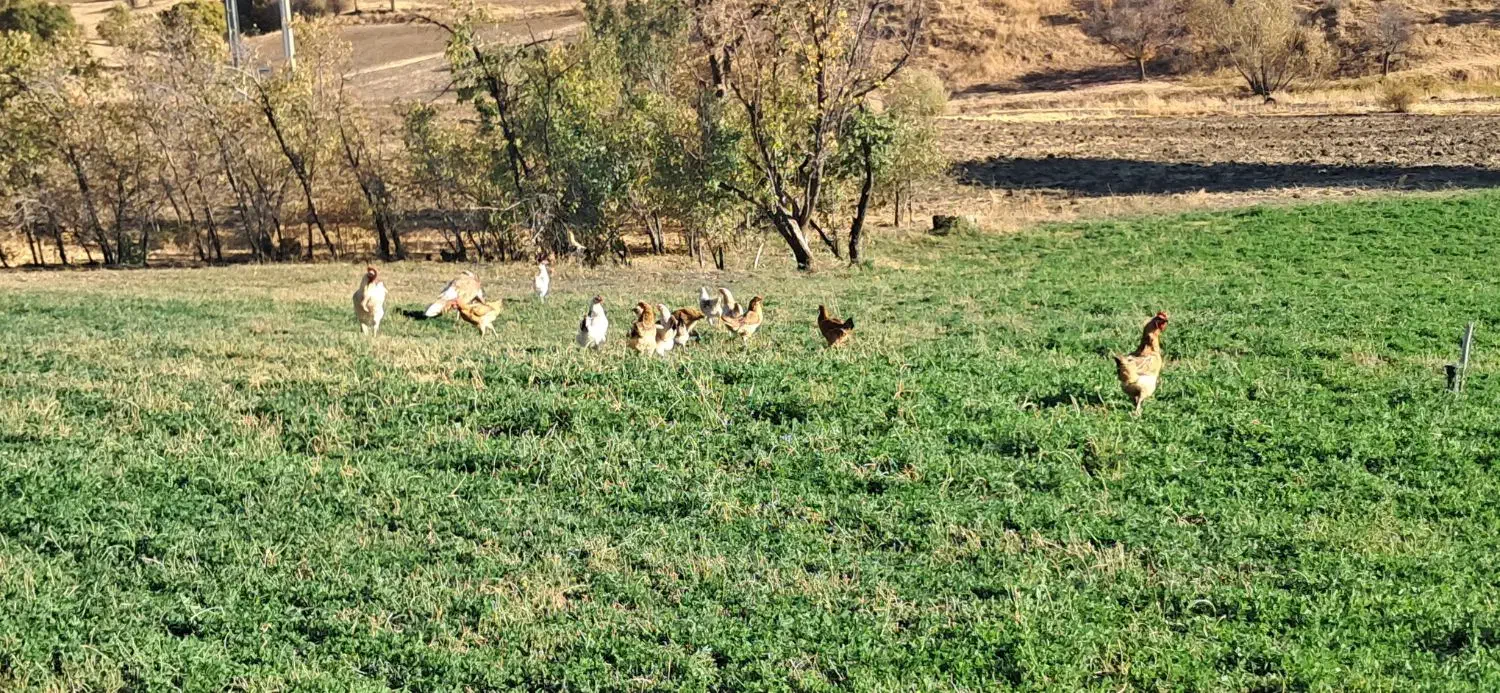 مرغ و خروس محلی|حیوانات مزرعه|بانه, |دیوار