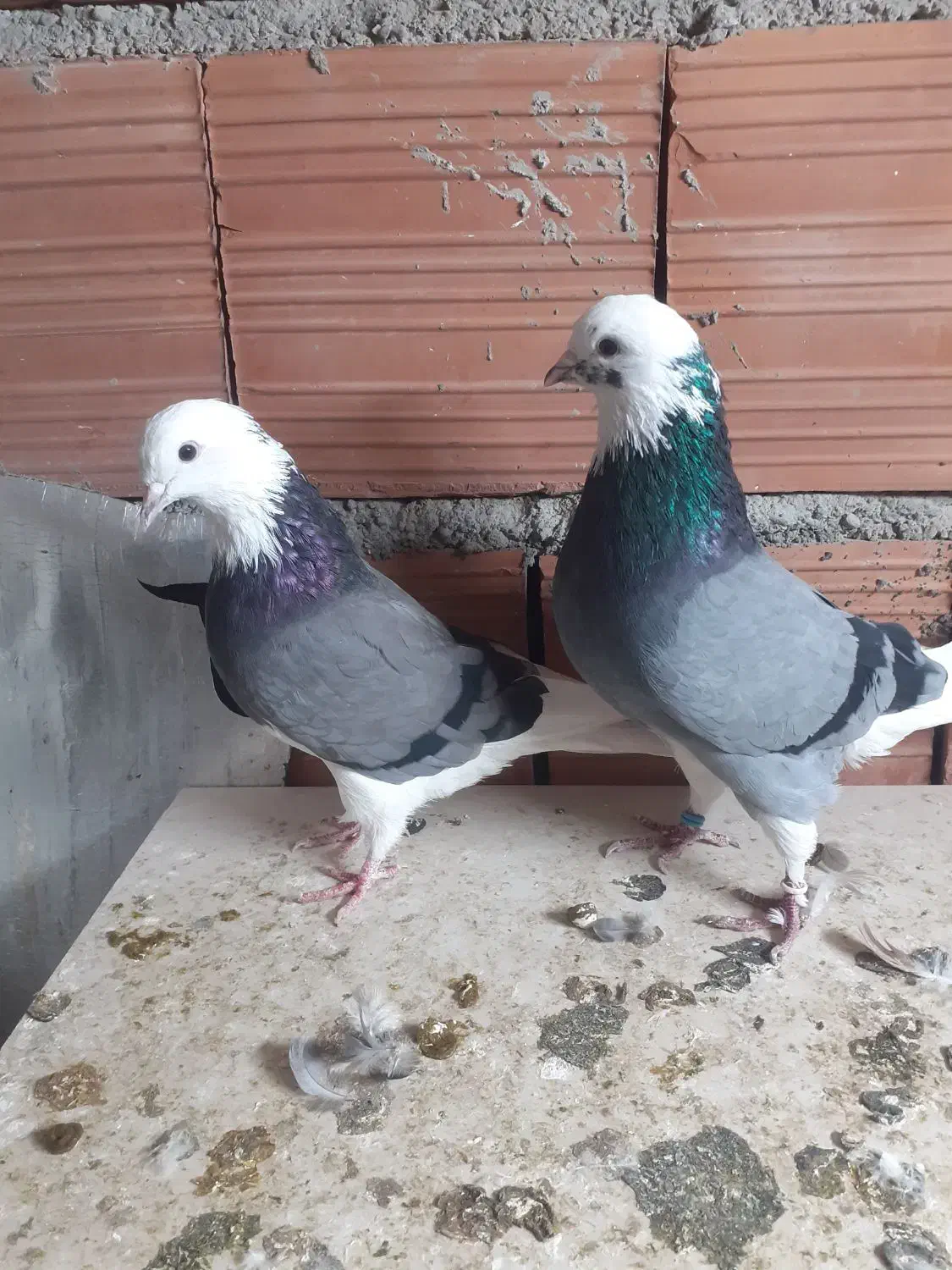 شازده پرشی|پرنده|گرگان, |دیوار