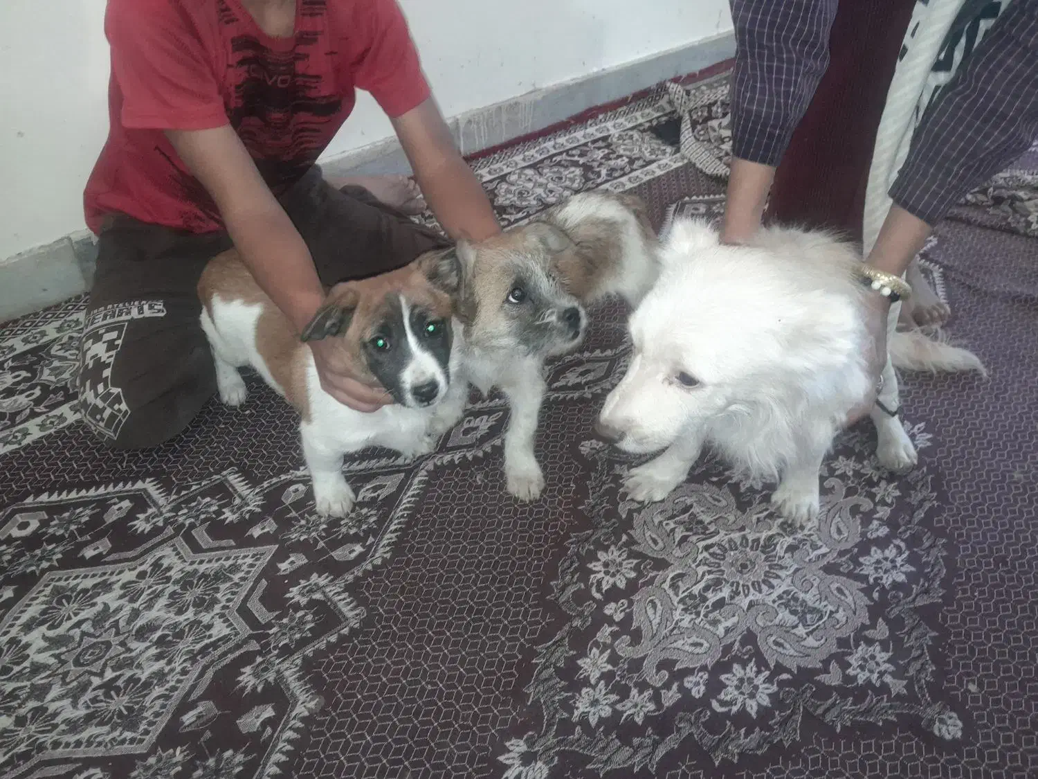 ۳عدد سگ پاکوتاه ۲ملیون|سگ|رفسنجان, |دیوار