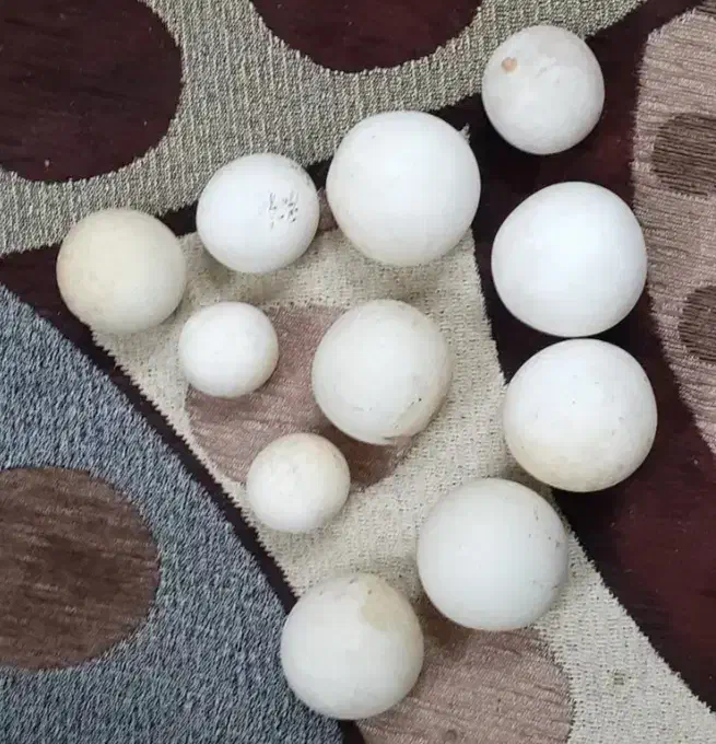 (/سنگآکواریوم زیبا/)|ماهی|قزوین, |دیوار