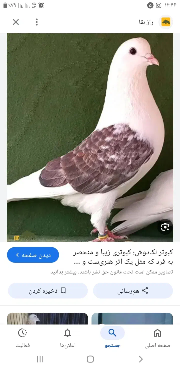 کبوتر رنگی دوکت|پرنده|بندر ماهشهر, |دیوار