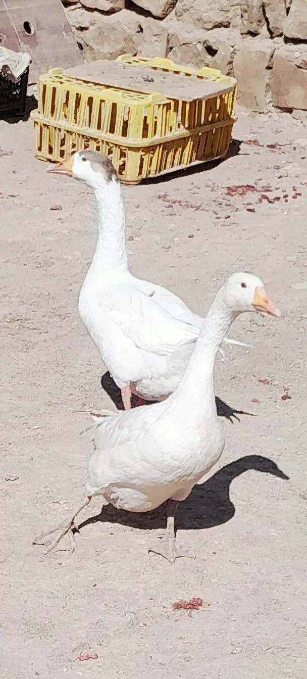 قاز ماده|حیوانات مزرعه|پلدختر, |دیوار