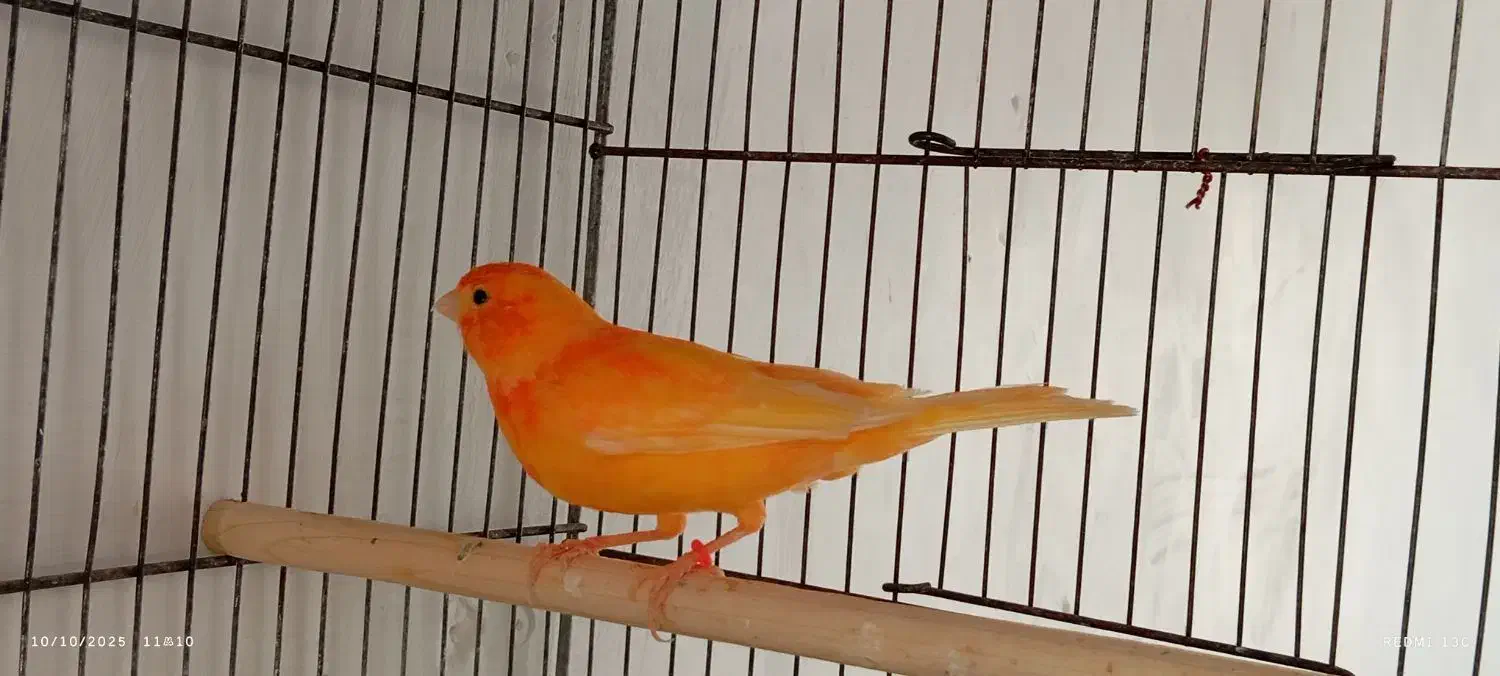 قناری ردفاکتورنر|پرنده|بیجار, |دیوار