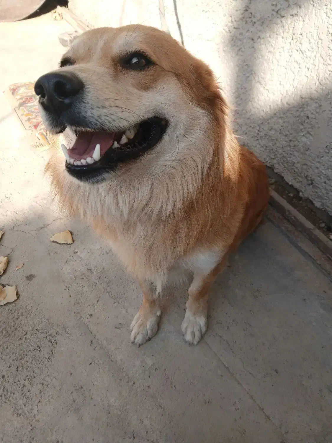 اشپیتز|سگ|ری, علایین|دیوار