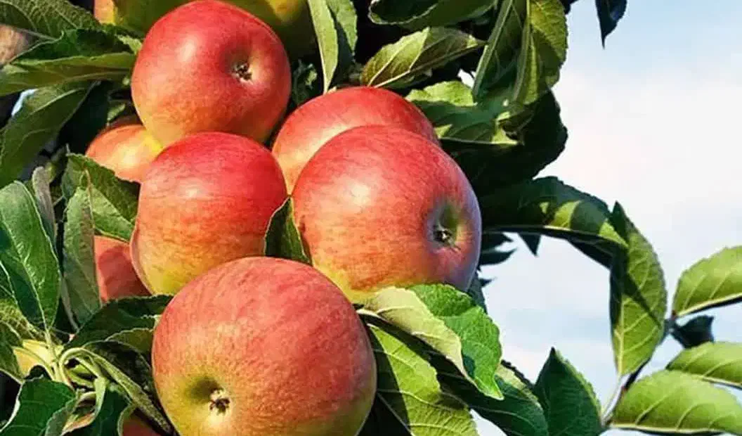 تولید نهال سیب مشهدی|خدمات باغبانی و درختکاری|قهستان, |دیوار