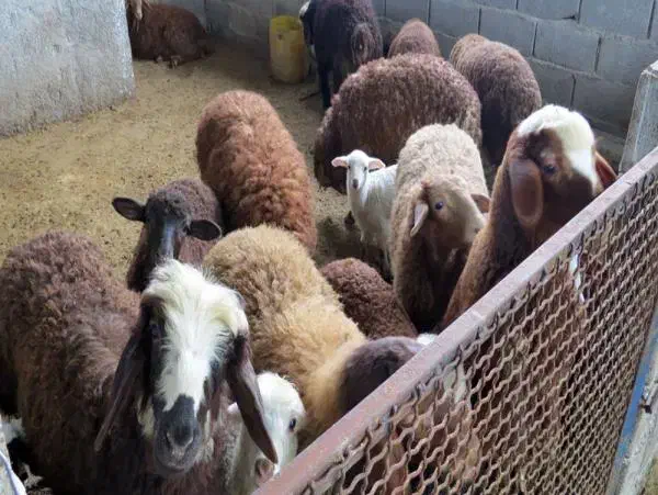 ذبح و قصابی گوسفند و گوساله|خدمات پذیرایی، مراسم|اردبیل, |دیوار