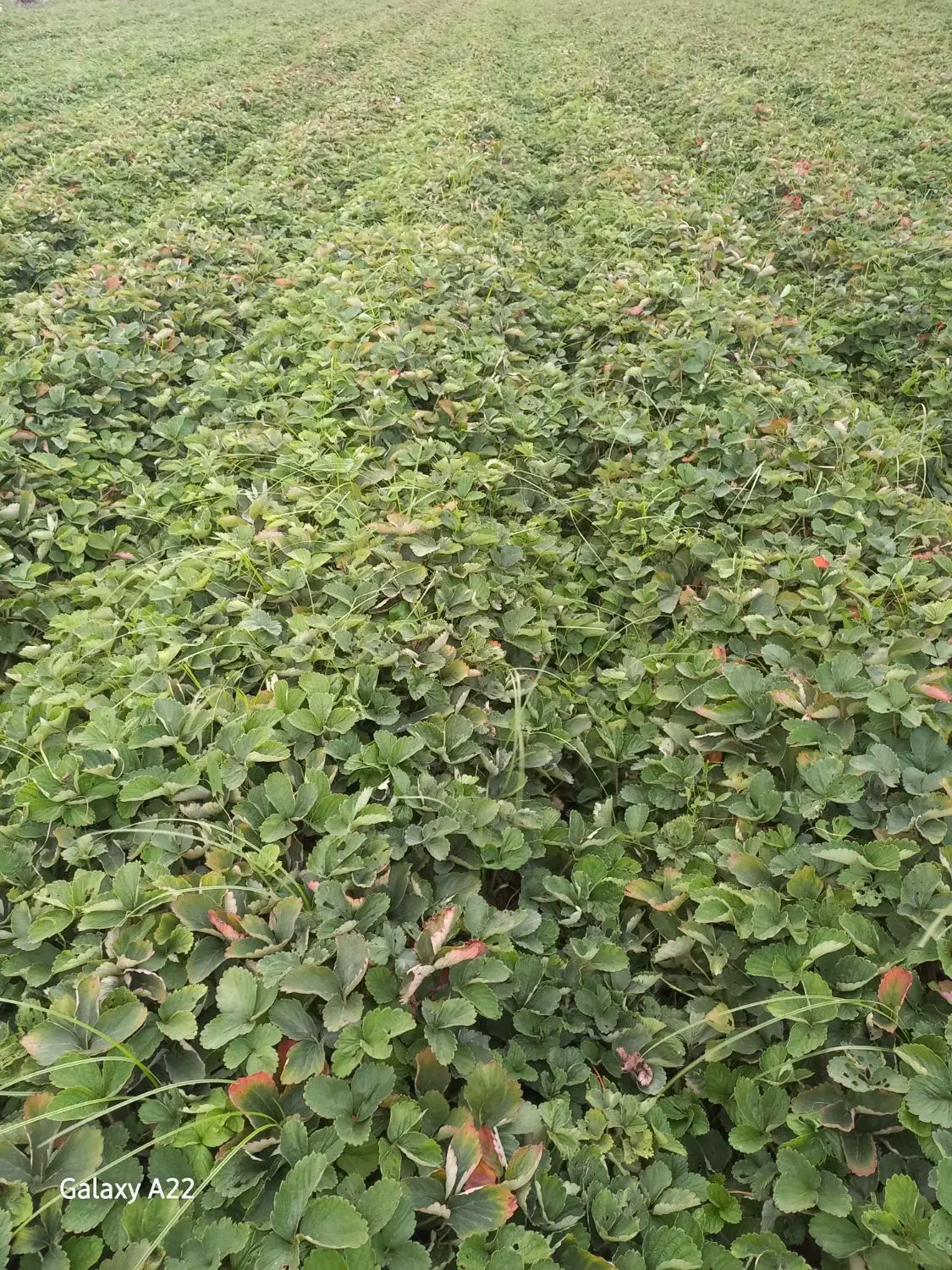 نهال توت فرنگی سابرینا|خدمات باغبانی و درختکاری|خان ببین, |دیوار