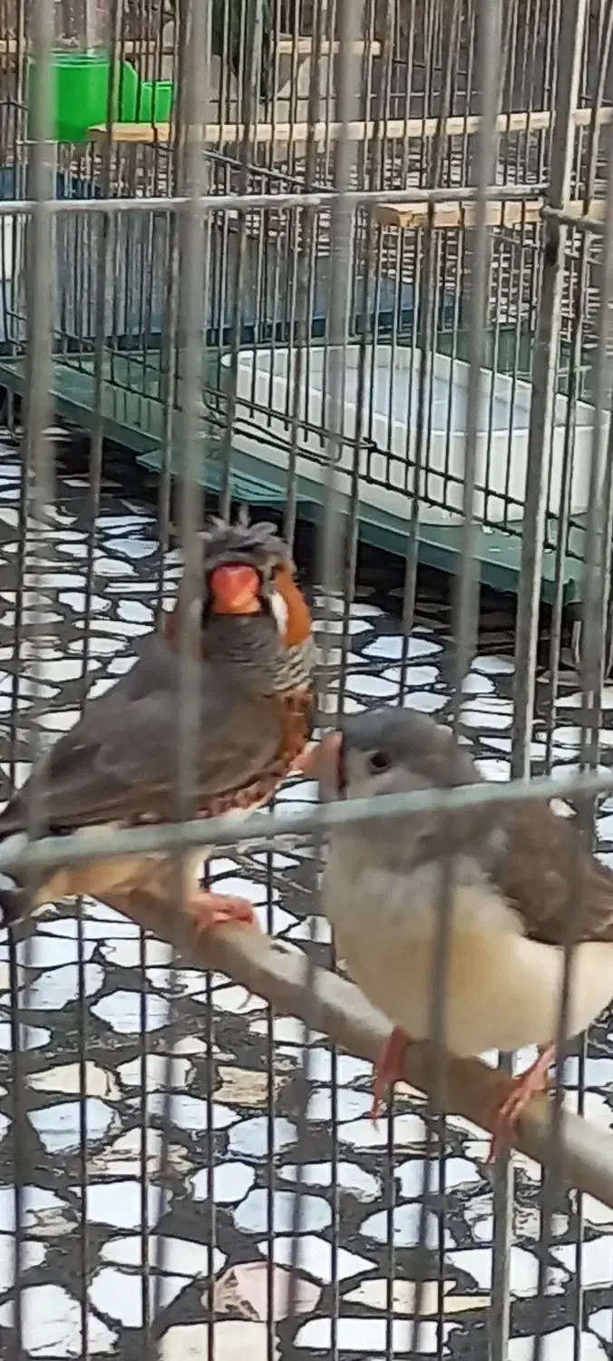 فنچ کاکولی|پرنده|خرم‌آباد, |دیوار