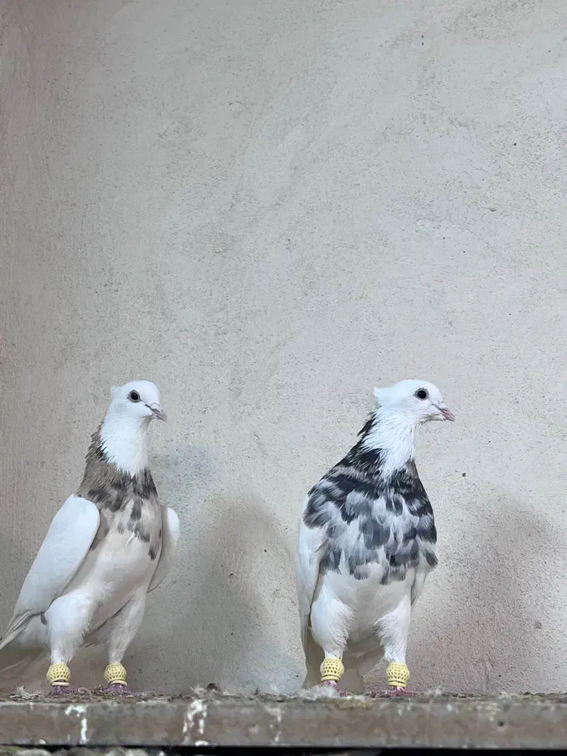 کفتر طوقی هفت رنگ|پرنده|مشهد, هفده شهریور|دیوار