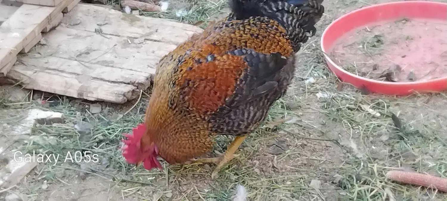 نیم چه کاکلی مطابق عکس|حیوانات مزرعه|گلپایگان, |دیوار