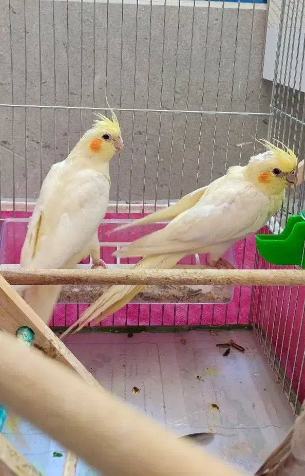 عروس هلندی لوتینو|پرنده|نجفآباد, یزدانشهر|دیوار