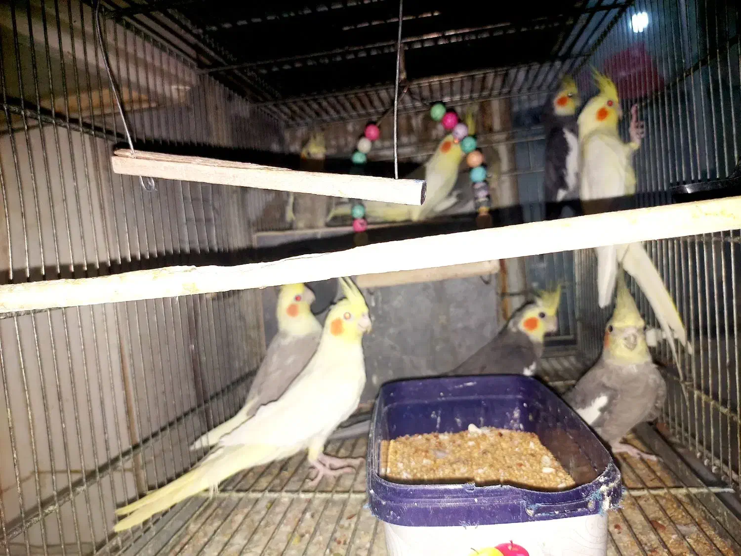 عروس هلندی|پرنده|شهریار, کهنز|دیوار