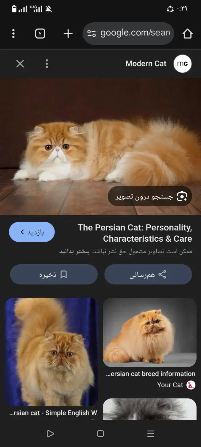 گربه|گربه|زاهدان, |دیوار