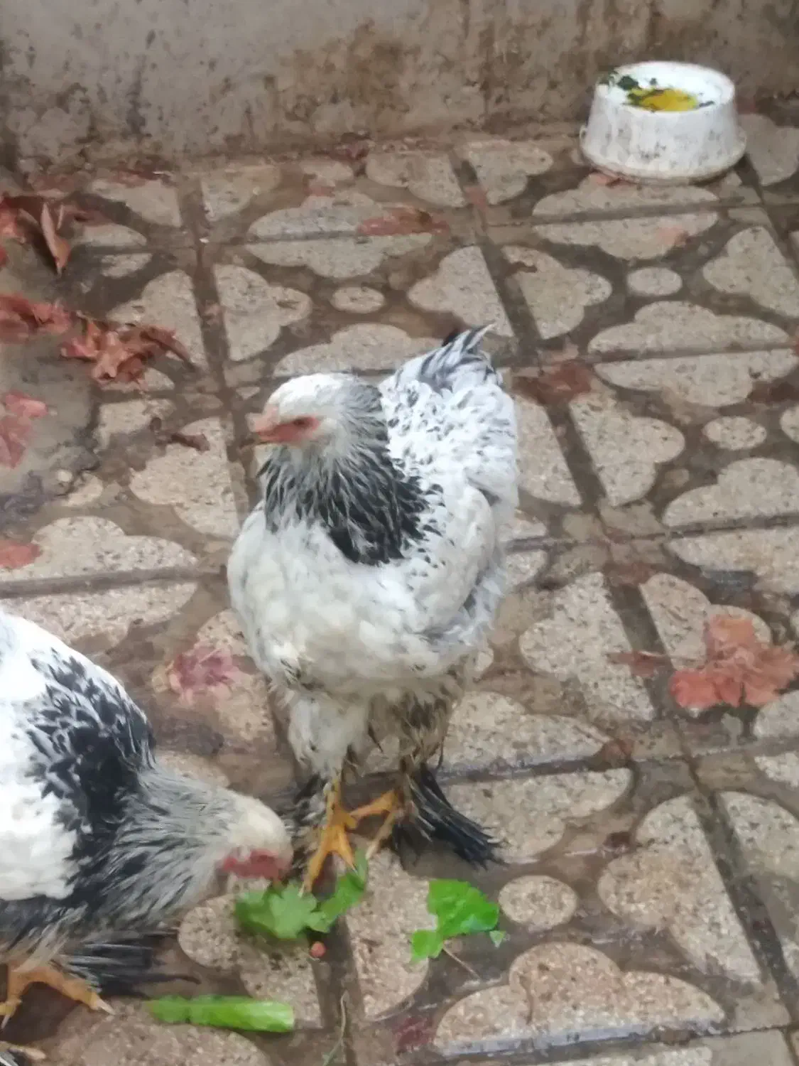 لاری و برهما|حیوانات مزرعه|شیراز, دشت چنار|دیوار