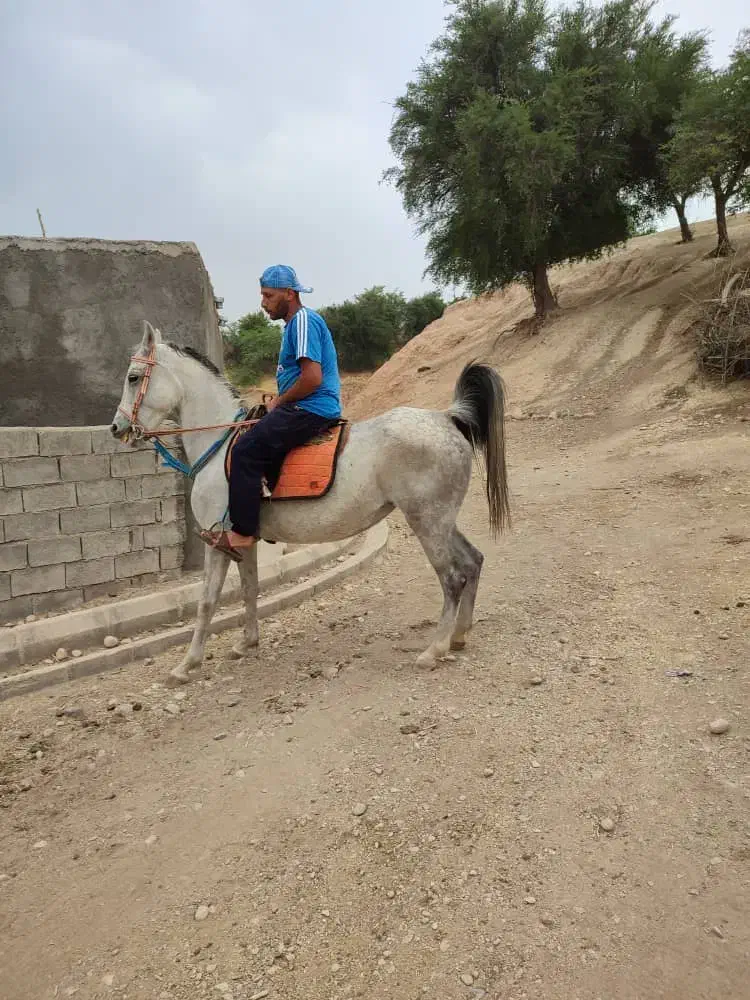 مادیون عشایری سرو دمگیر|اسب و تجهیزات اسب‌سواری|خرم‌آباد, |دیوار