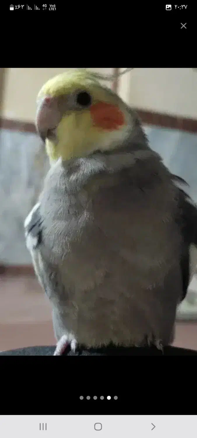 عروس هلندی گمشده|حیوانات|کرمانشاه, |دیوار