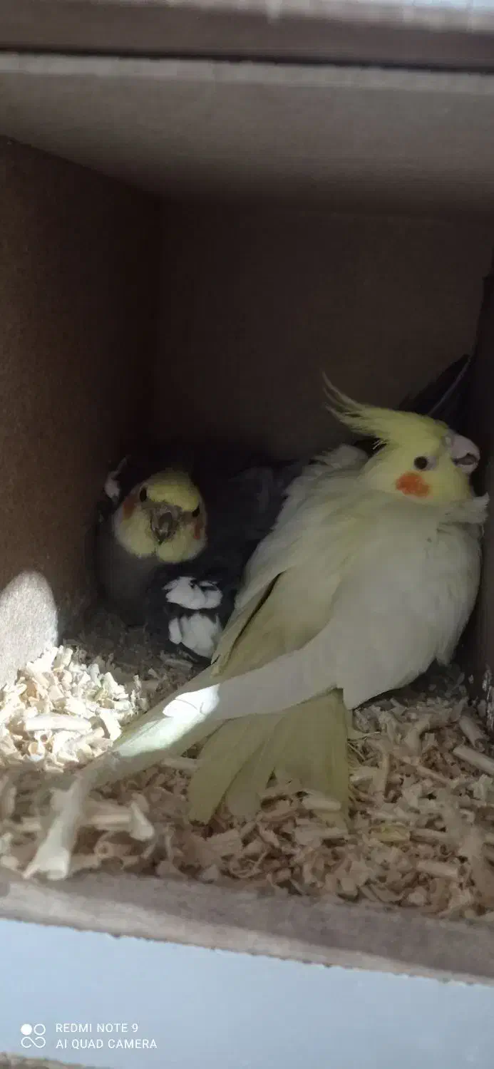 عروس هلندی روجوجه|پرنده|مزرعه کتول, |دیوار