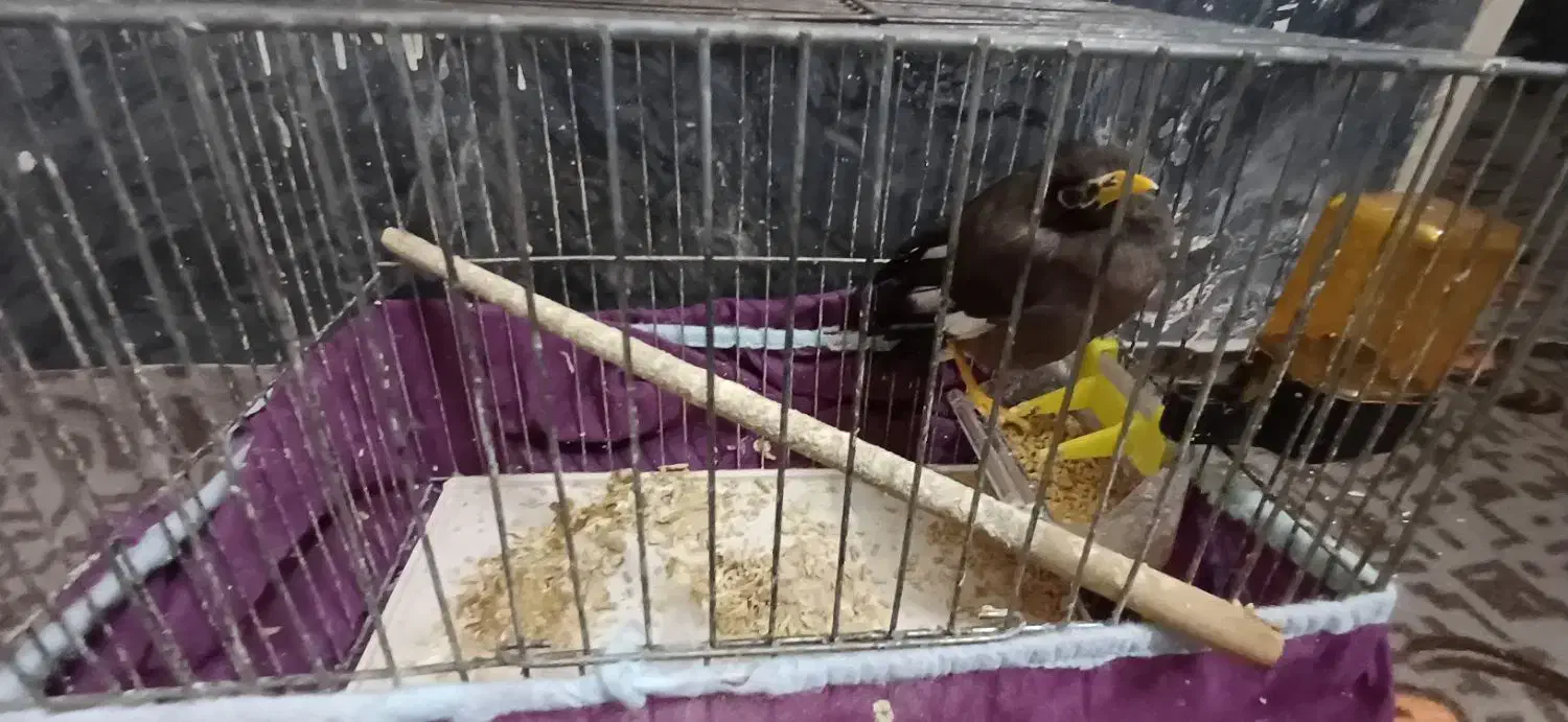 مرغ مینا|پرنده|قم, نیروگاه|دیوار