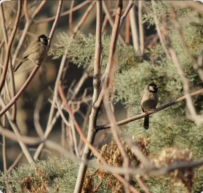 سهره اهوازی|پرنده|قم, باسکول|دیوار