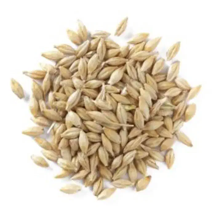 جو و تخم شبدر|خدمات باغبانی و درختکاری|شهرکرد, |دیوار