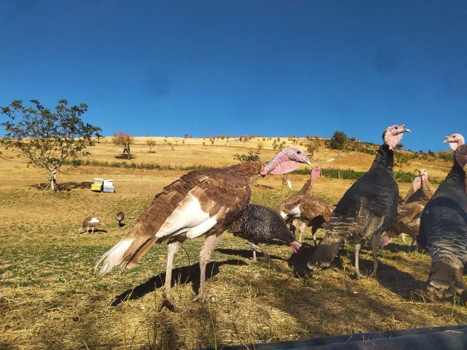 بوقلمون کوردی|حیوانات مزرعه|بانه, |دیوار