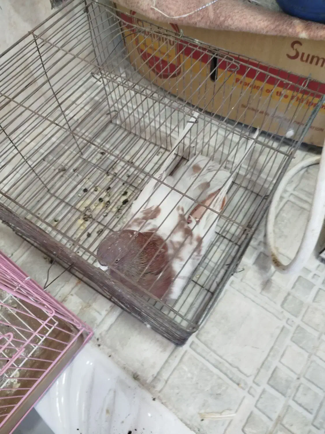 کبوتر|پرنده|مرند, |دیوار