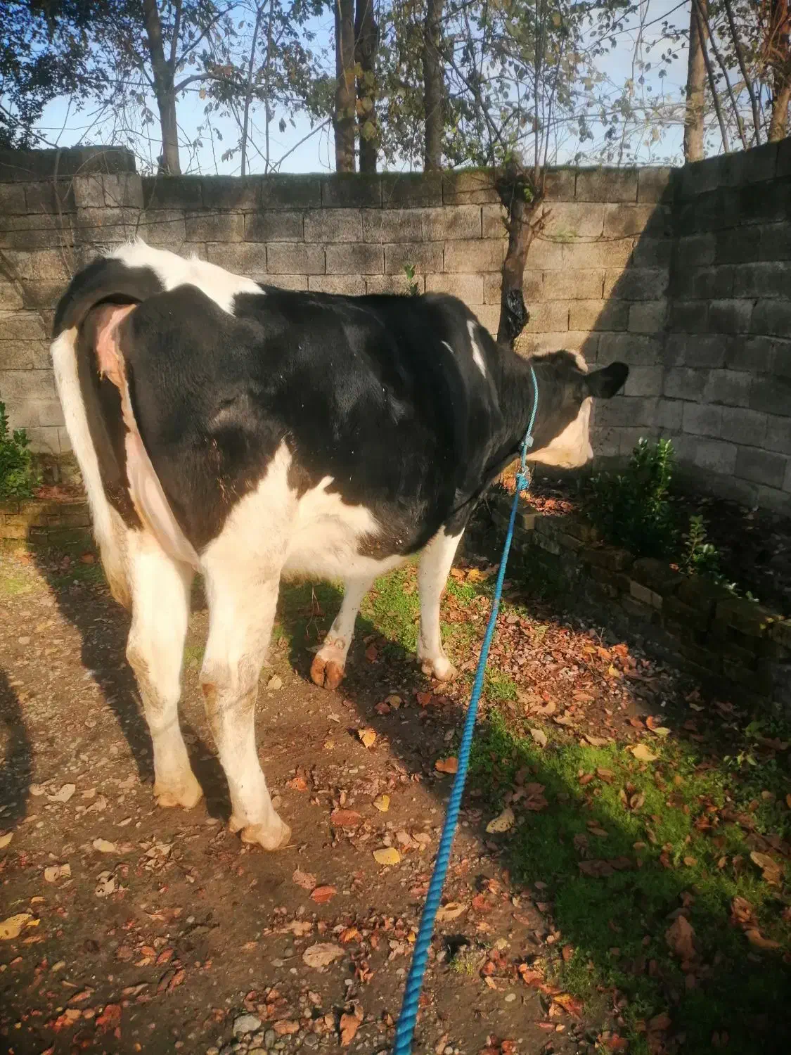 گاو لیشه سیمینتال یک ماه تا زایمان (تلیسه)|حیوانات مزرعه|رشت, حومه رشت|دیوار
