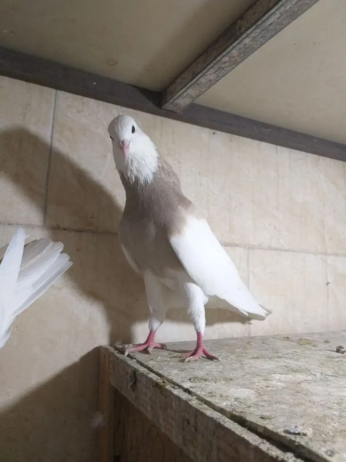 کبوتر طوقی ناب|پرنده|وحیدیه, |دیوار